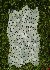 rf green apple mosaic tile flat